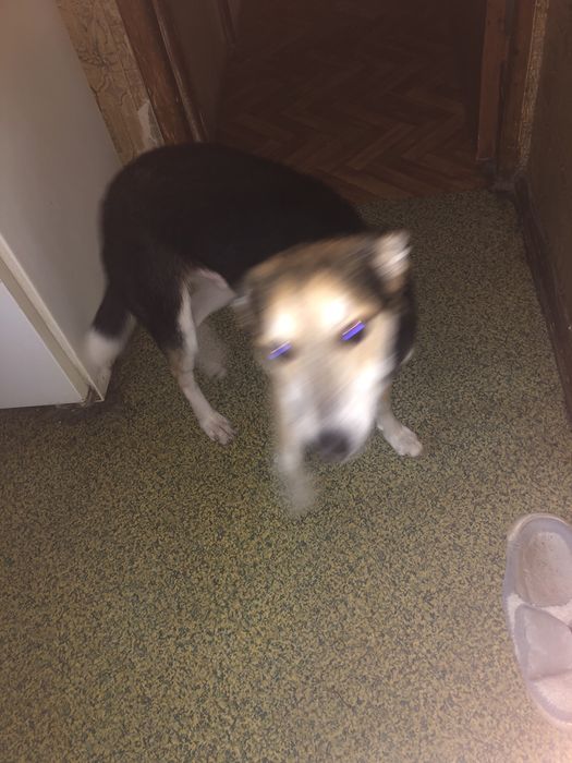 Отдам собаку в добрые руки !