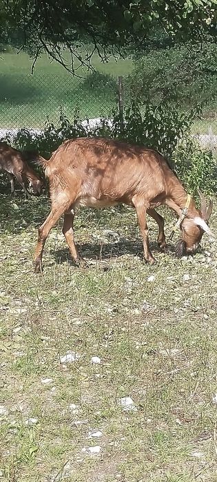 Kozy z mlekiem oraz mlode