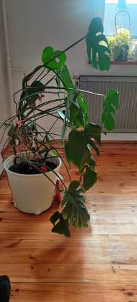 Kwiat duża monstera