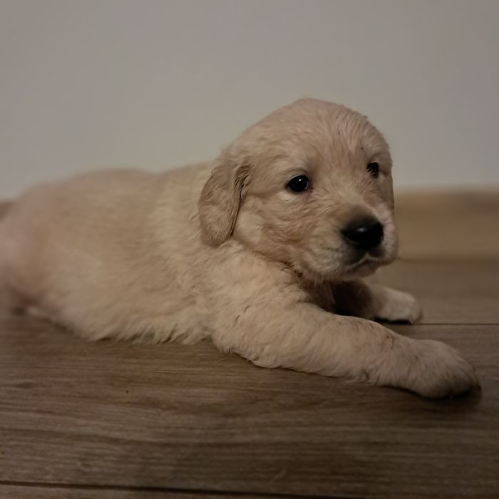 Szczenię do rezerwacji