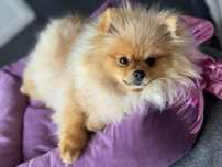 Szpic miniaturowy Pomeranian 6 miesięcy