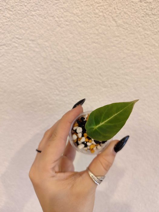 Alokazja Black Velvet