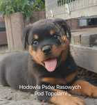 Rottweiler /super suczka