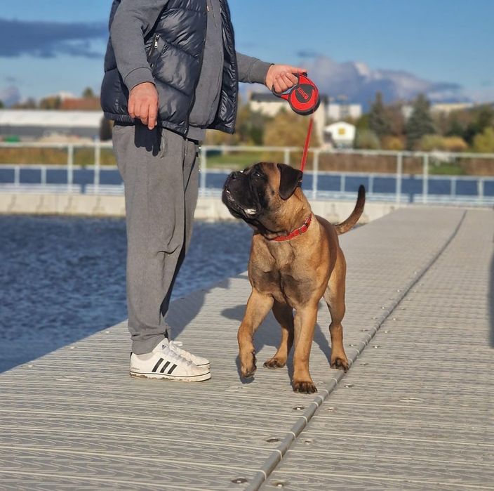 Szczenię Bullmastiff super rodowód FCI
