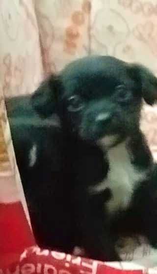 Cachorrinhas porte pequeno adoção responsável