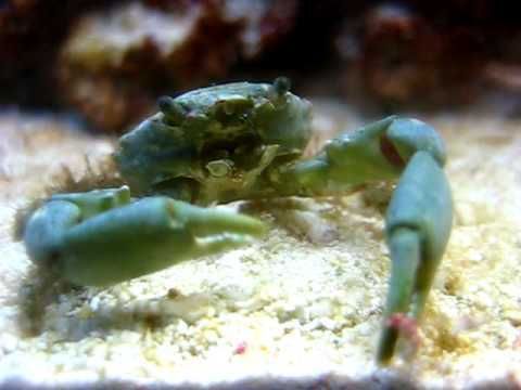 Akwarium morskie - Mithraculus sculptus Mitrax crab