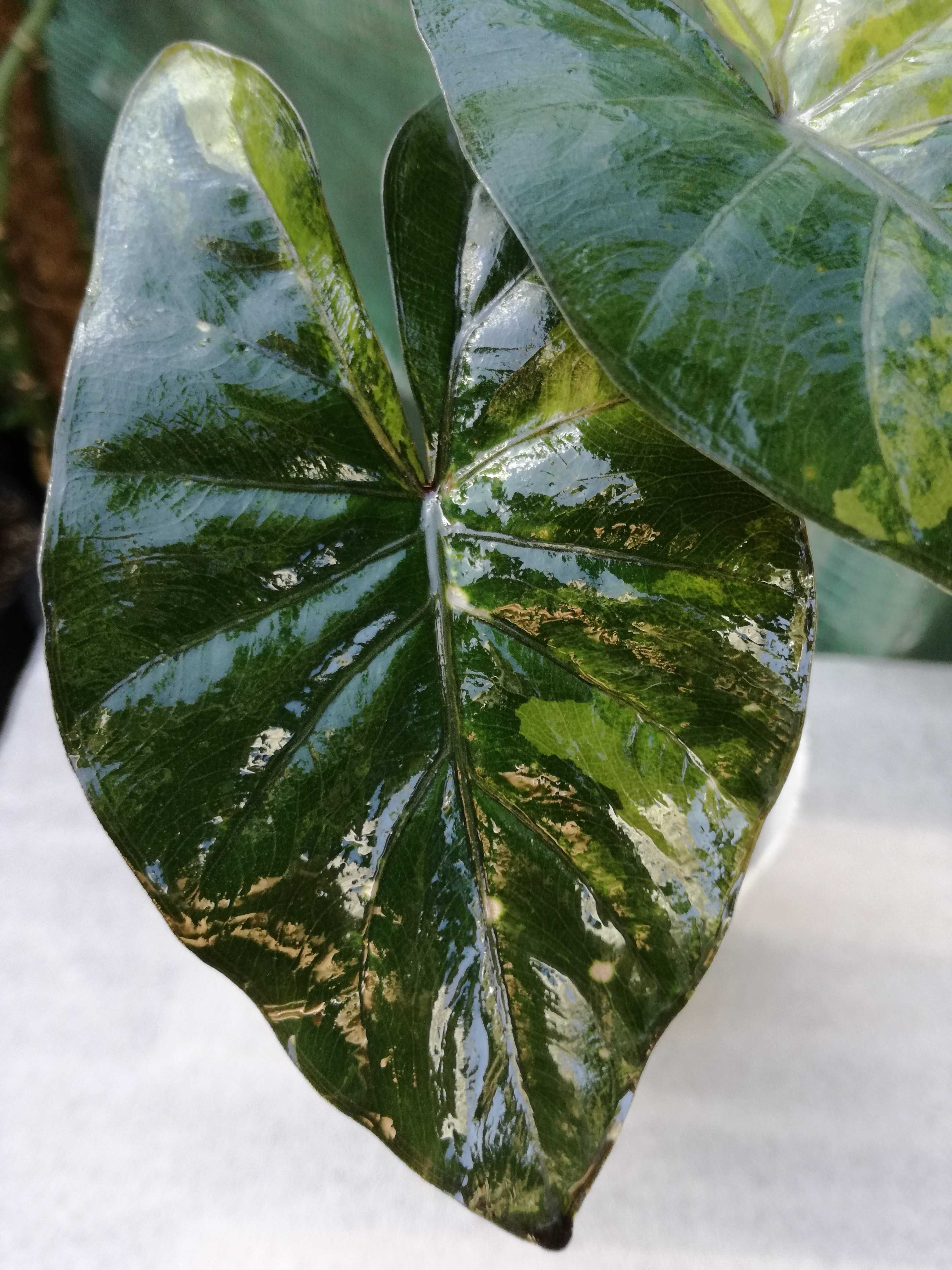 INTERNATION. Alocasia Yucatana Princess Variegata philodendron alokazj