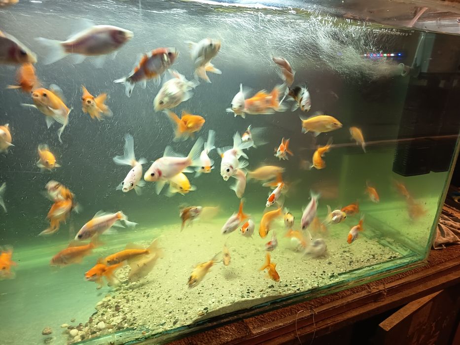 Sprzedam złote rybki