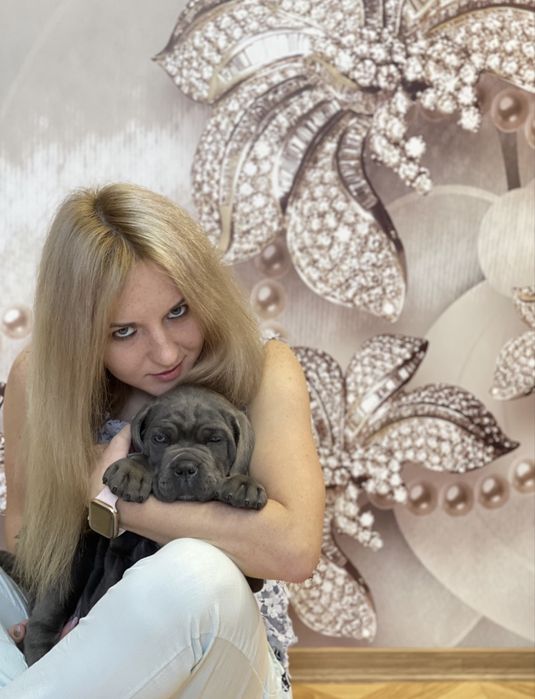 Ми здійснимо твою мрію-щеночки Cane corso