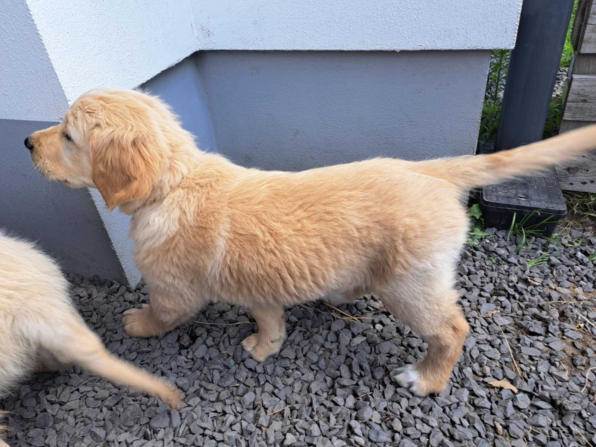Golden retriever szczeniak
