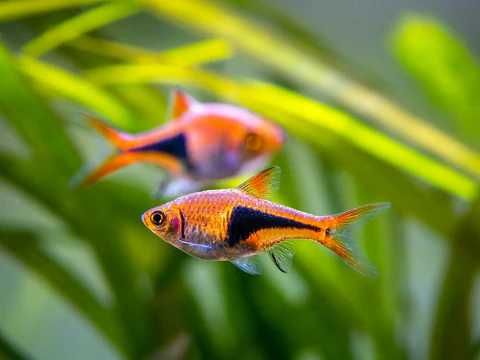 Peixes variados tropicais