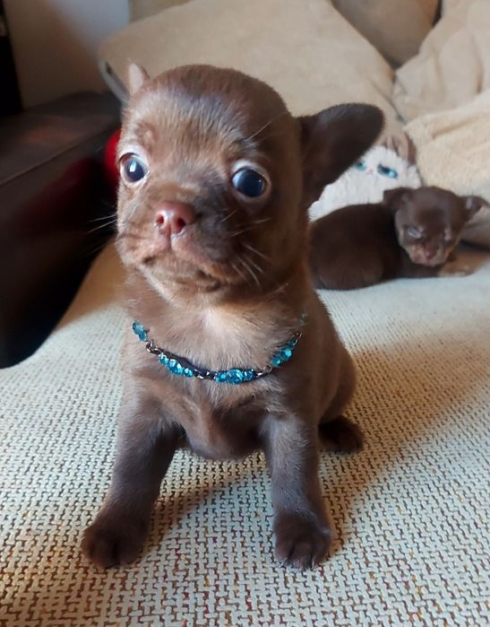 Excelente Chihuahua Macho