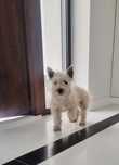 West Highland White Terrier