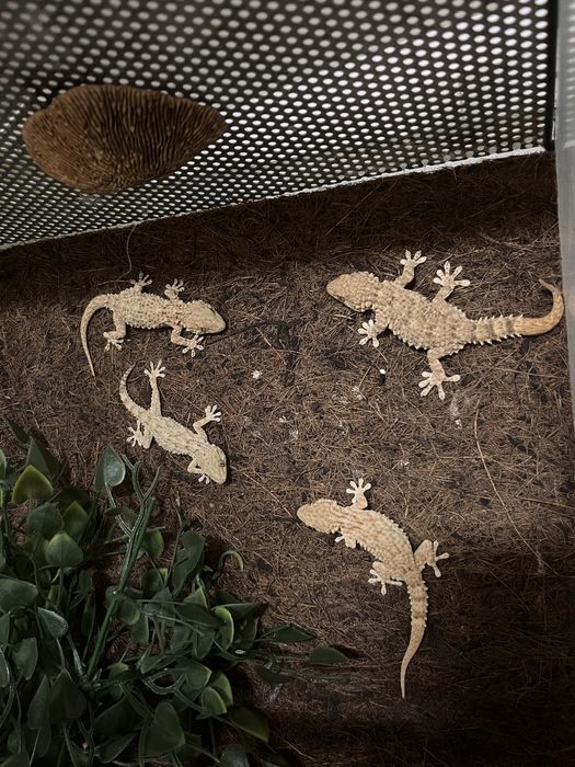 Gekon murowy Tarentola fascicularis