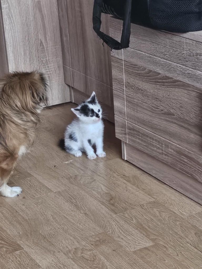 Kociaki. Słodkie chłopaki błagają o domy! Adopcja