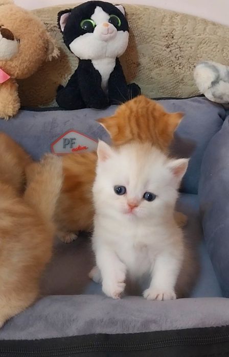 Казкові шотландики Золоті шиншили