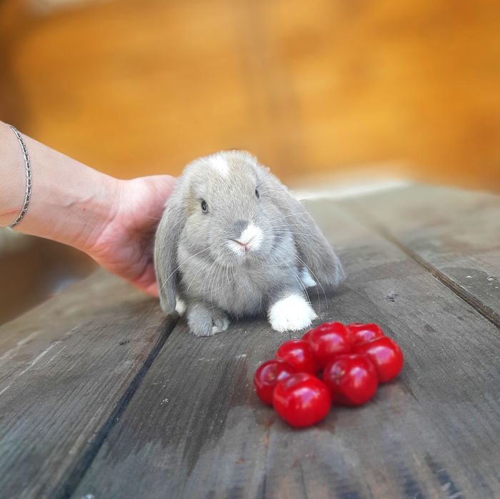 Карликовый мини кролик вислоухий баранчик