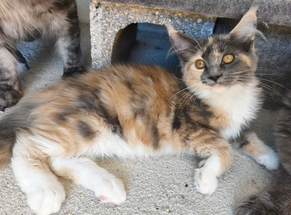 Gatinho Maine Coon