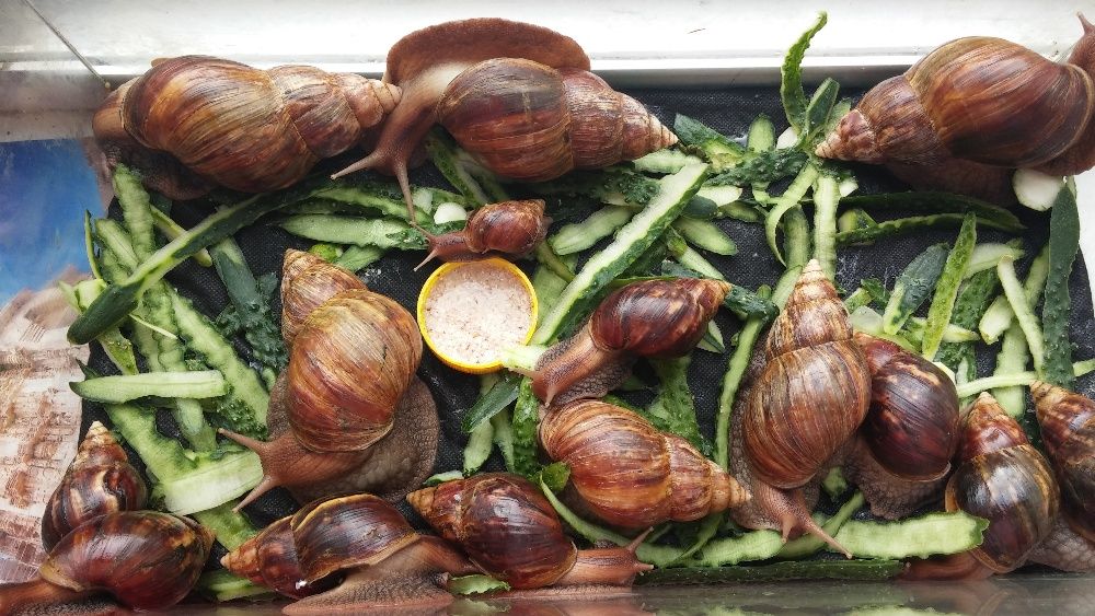 Равлики ахатини фуліка