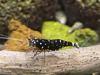 Krewetka Black Galaxy z Sulawesi (Caridina sp. 'Black Galaxy')