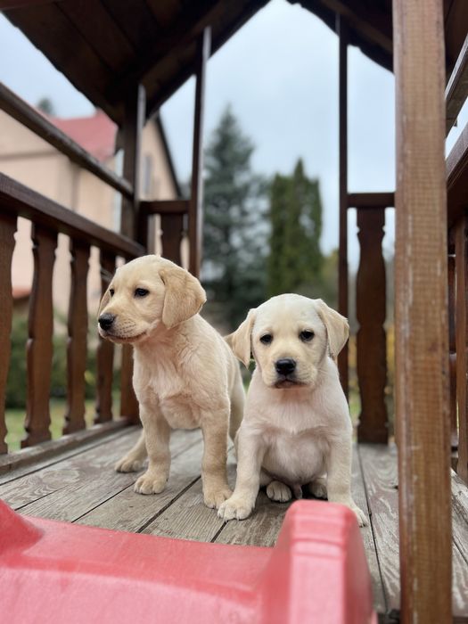 У нас найкращі Лабрадори