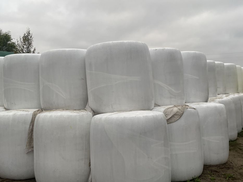 Kiszonka kukurydzy w balotach