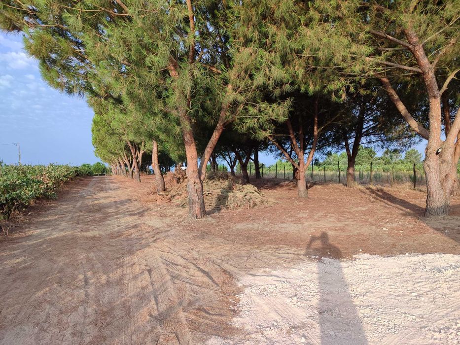 Arrendo T1 Novo  no campo de Almeirim a 10 KM de Santarém