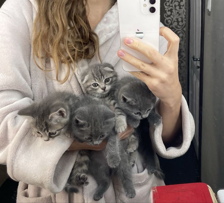 Кошенята(мама британка вислоуха)