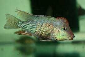 Ziemiojad czerwonogłowy (Geophagus steindachneri)