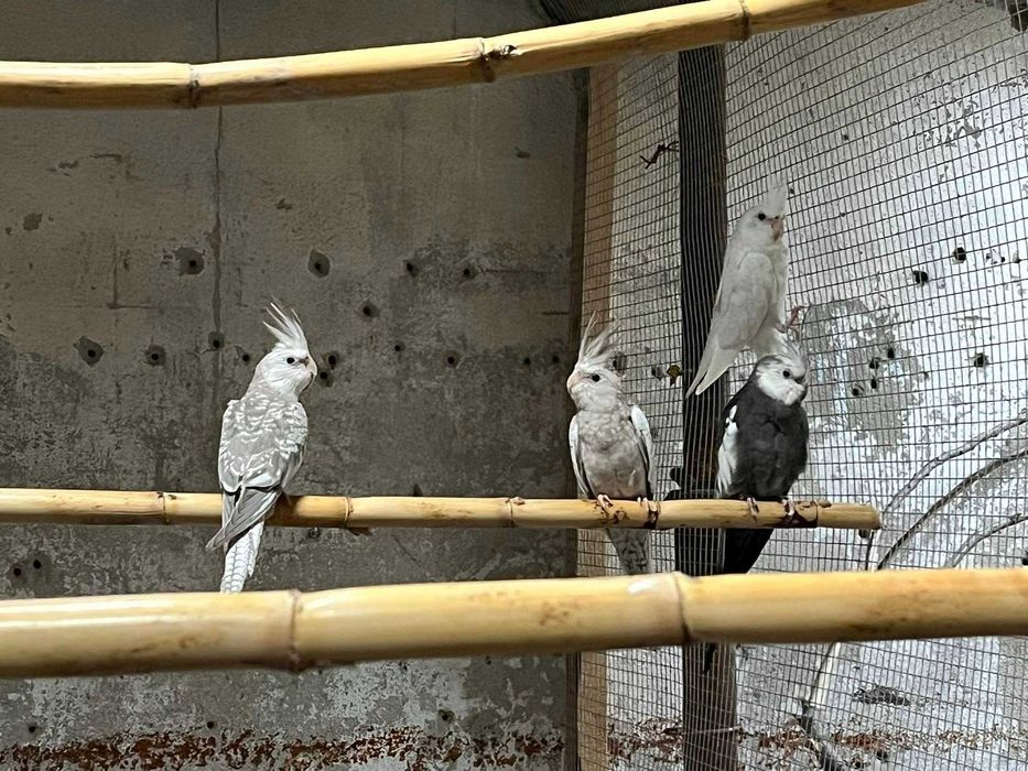 Vendo vários tipos de aves