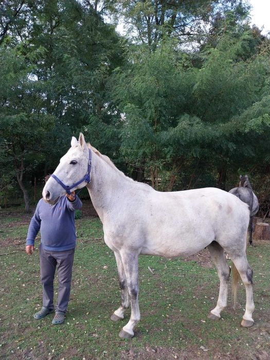 Wałach rasy Wielkopolskiej, Siwy 6 lat, około 170 cm w kłębie