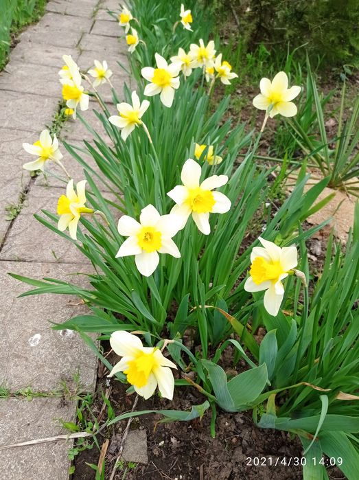 Нарциси .ціна за 1 цибулину