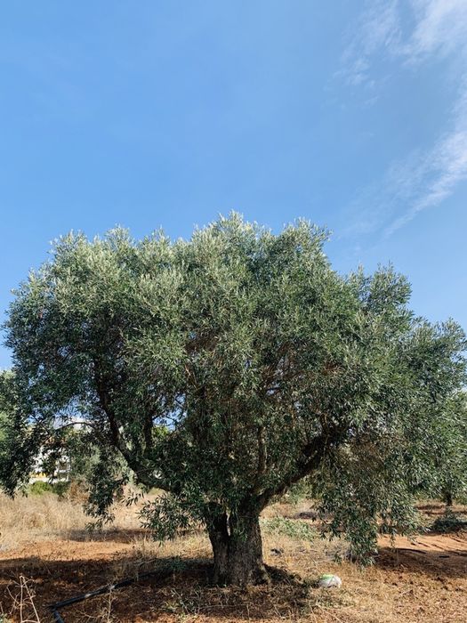 Oliveiras centenarias