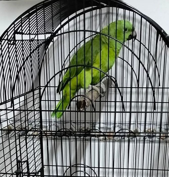 Papagaios com gaiola aceito troca