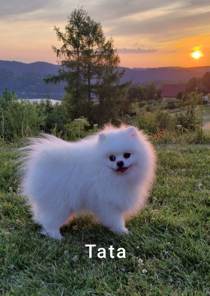 Szpic Miniaturowy - Pomeranian - Biała dziewczynka!