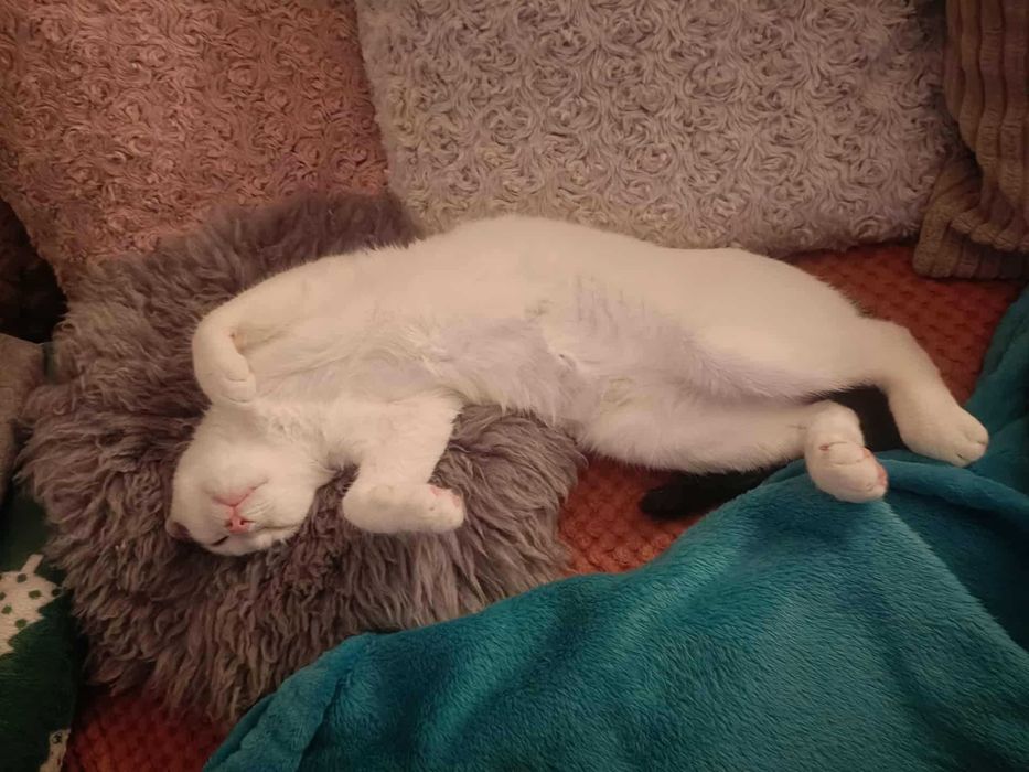 Dom Stałego dla Kacpra