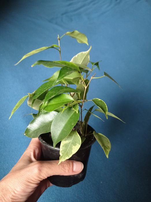 Фікус кімнатні квіти