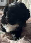 Suczka rasy shih tzu