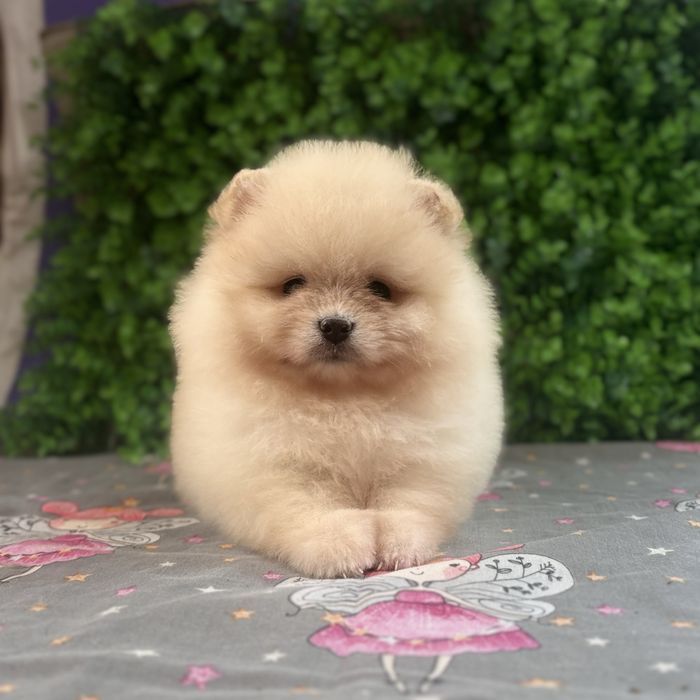 лялькова дівчинка тип ведмедика.