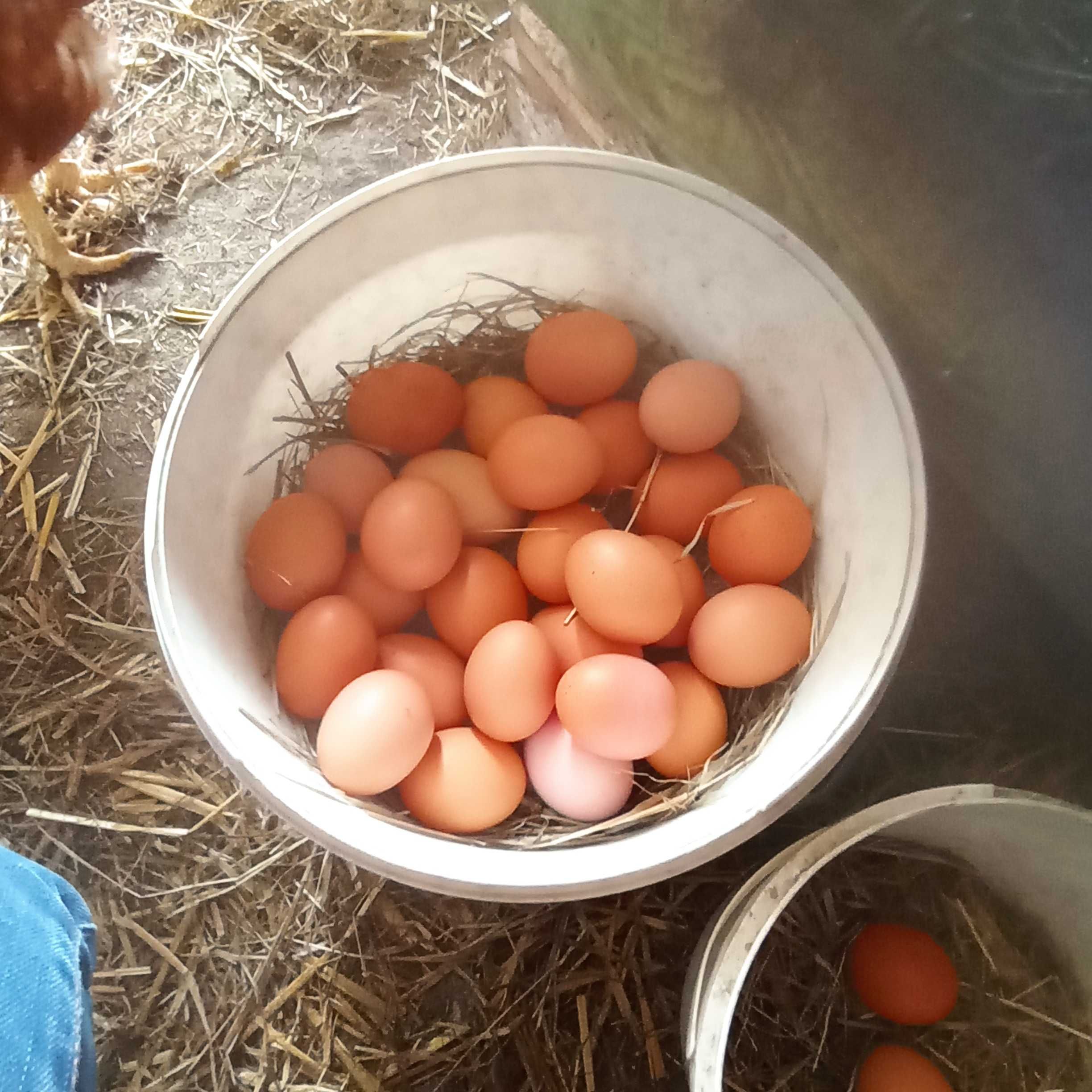 Wiejskie jajka 1,10 zł Brzozówka