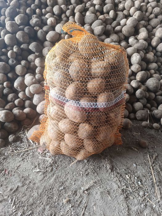 Sprzedam ziemniaki jadalne vineta