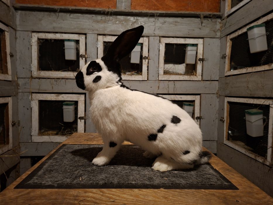 Olbrzym srokacz czarny rodowód