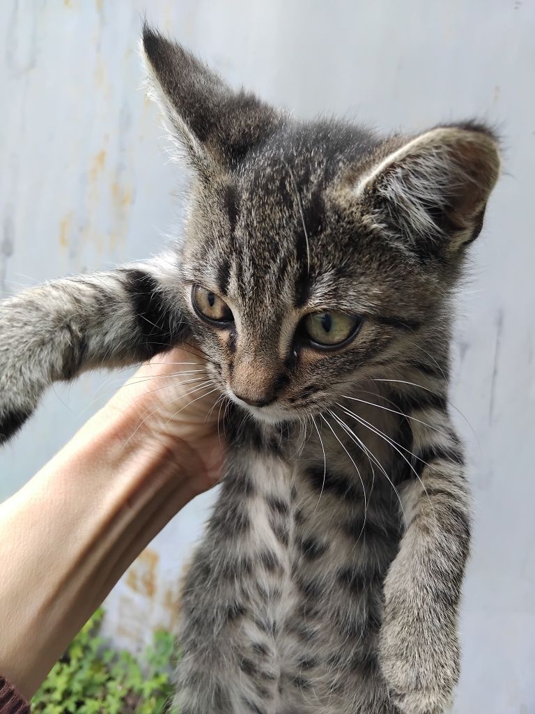 2  місячкий котик
