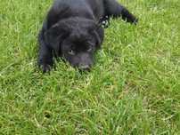 Szczeniak labrador czarny