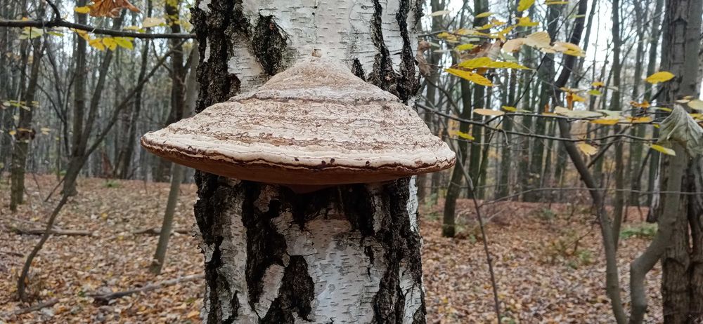 Huba brzozowa, hubiak pospolity 1kg 50zł