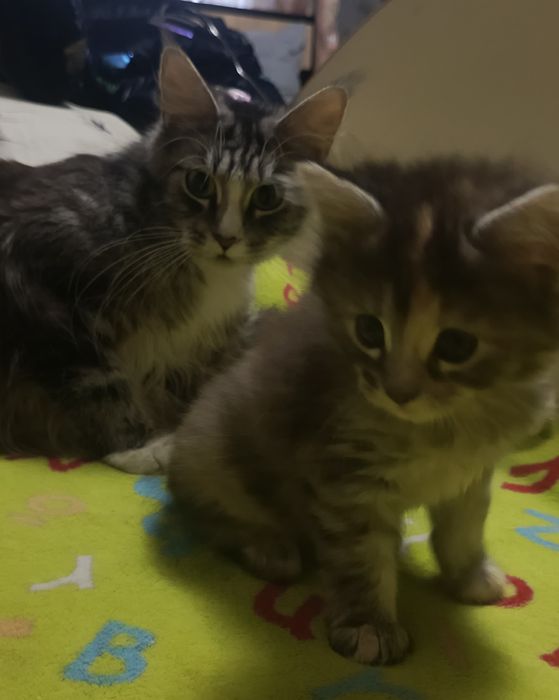 Віддам кішечку в добрі руки