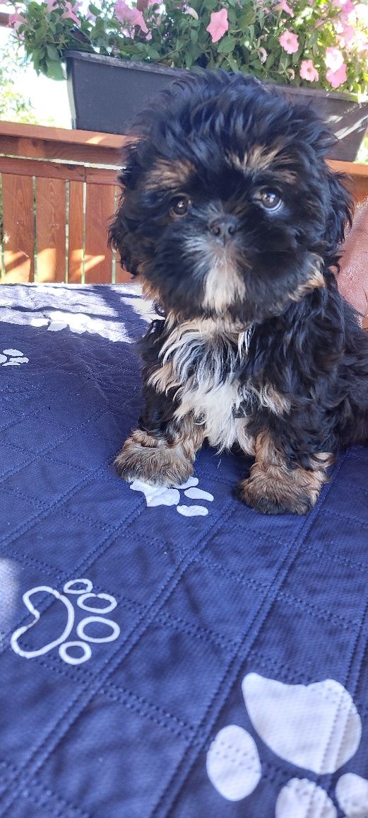 Shih-tzu sliczny chlopak