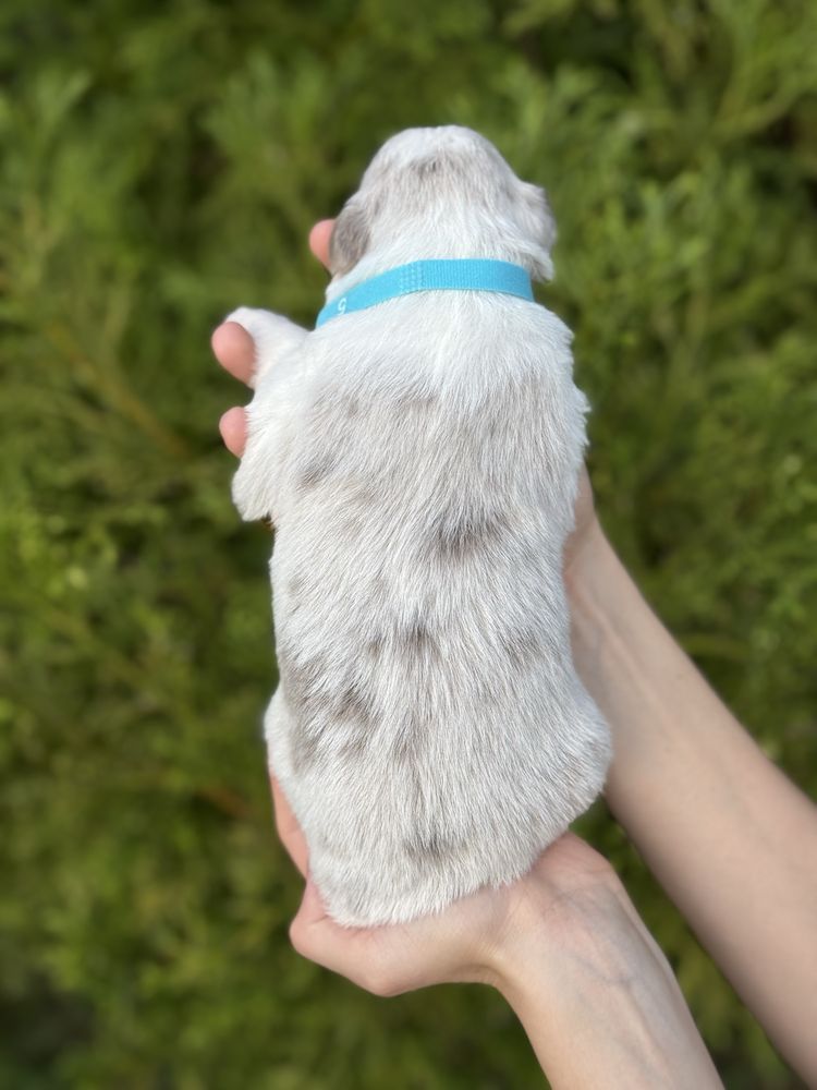 Border collie lilac merle