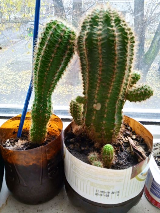 Кактусы разных размеров