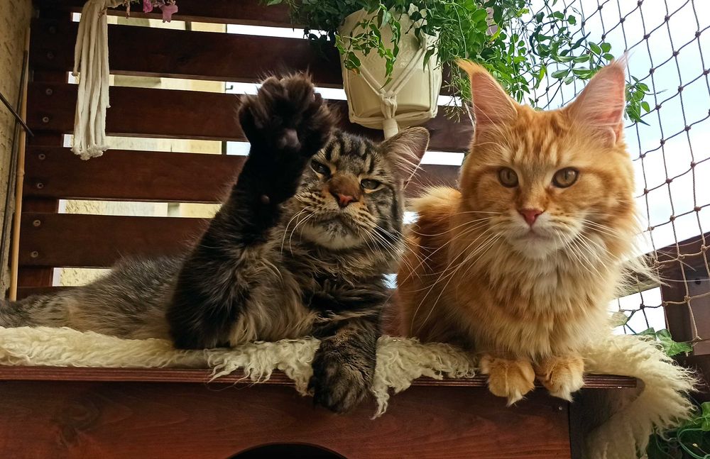 Kotka Maine Coon czarna szylkretka / FPL ZAREZERWOWANA